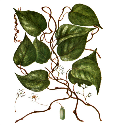   (Actinidia kolomikta),   