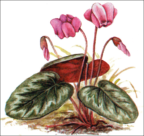   (Cyclamen kuznetzovii),     