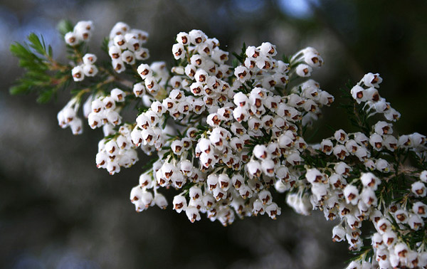   (Erica arborea),     