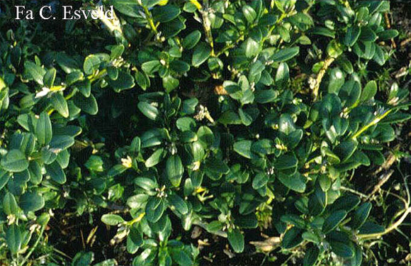   (Buxus colchica),     