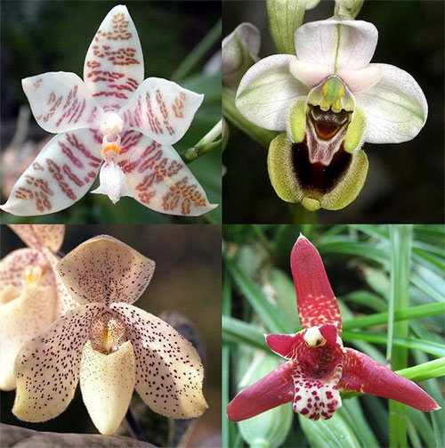 Виды орхидных. Фото, фотография природа