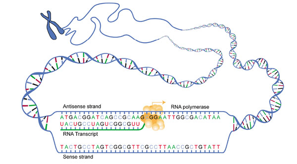 Схема транскрипции ДНК, рисунок картинка
