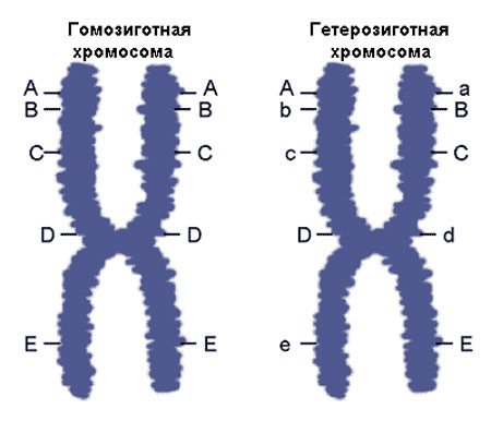 Гомозиготная и гетерозиготная хромосомы, рисунок картинка генетика