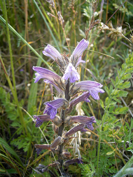 Заразиха (Orobanche purpurea). Фото, фотография растения
