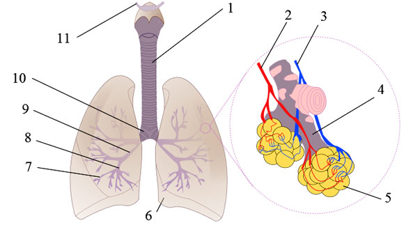 Схематическое изображение дыхательной системы человека, рисунок картинка