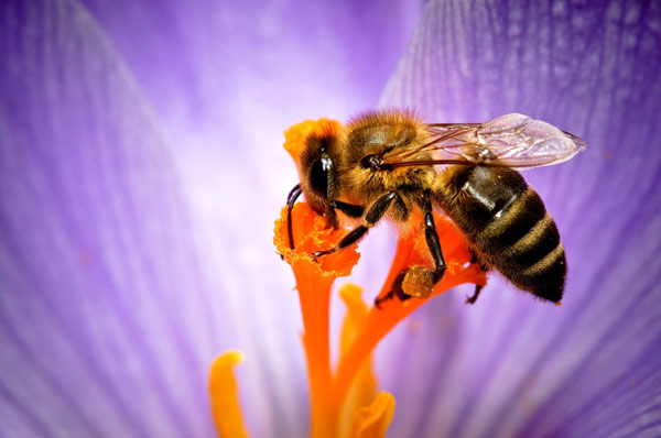 Пчела собирающая нектар. Фото, фотография насекомые