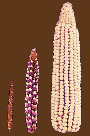 Ряд последовательных стадий выведения культурной кукурузы из дикорастущих предков, фотография фото 