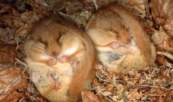 Мыши-малютки в анабиозе (зимней спячке). Фото, фотография картинка