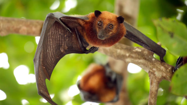   (Pteropus),   