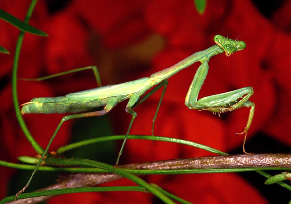  (Mantis religiosa),    