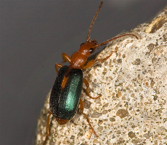 - (Brachinus sclopeta),   