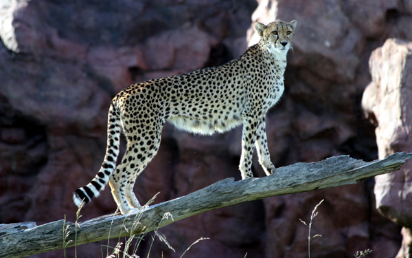  (Acinonyx jubatus),    