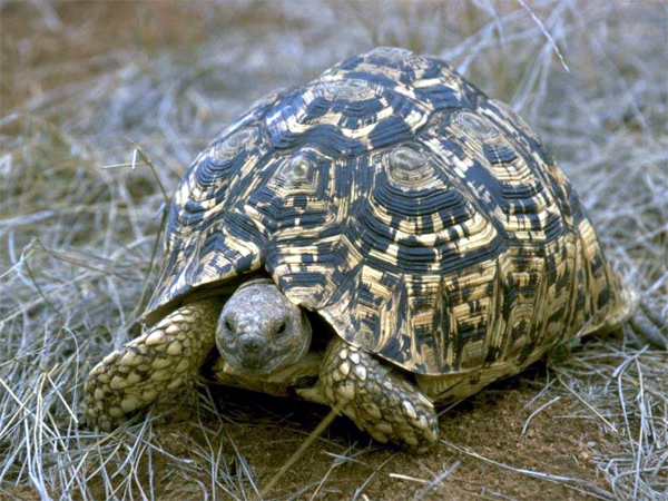   (Testudo pardalis),     