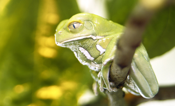   (Litoria caerulea),    