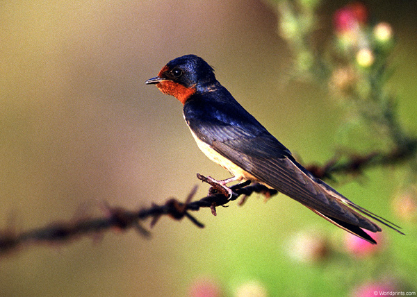  ,  - (Hirundo rustica),    