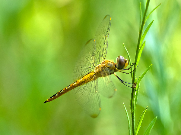   (Pantala flavescens),     