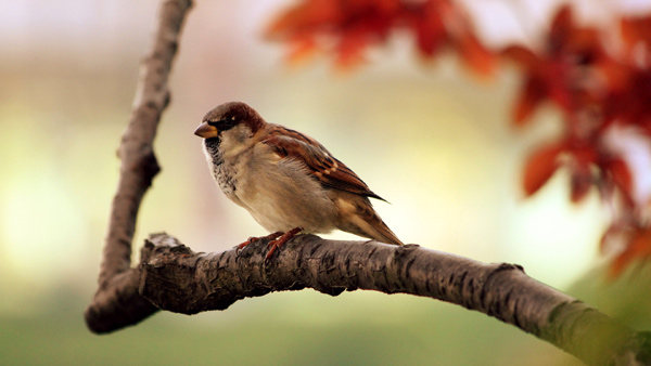   (Passer domesticus),    