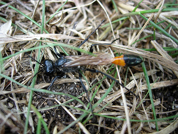 - (Ammophila sabulosa),    