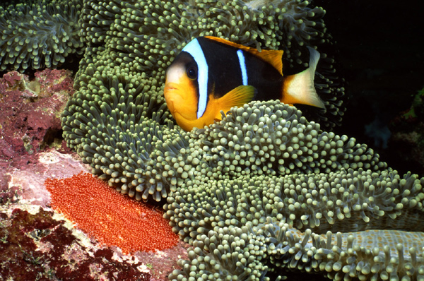 - (Amphiprion),    