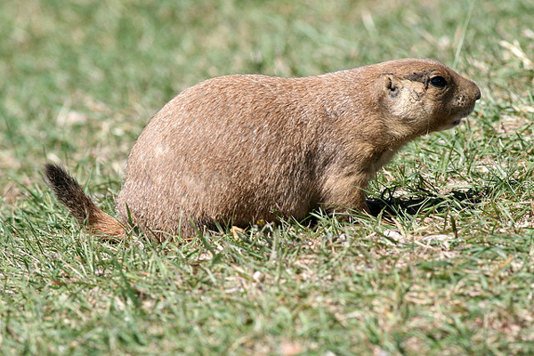    (Cynomys ludovicianus),    
