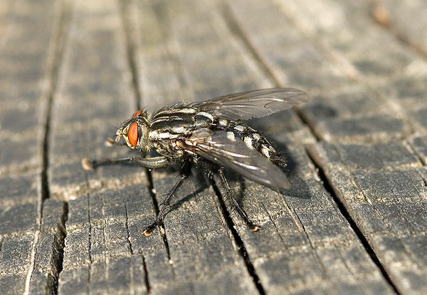   (Sarcophaga carnaria),    