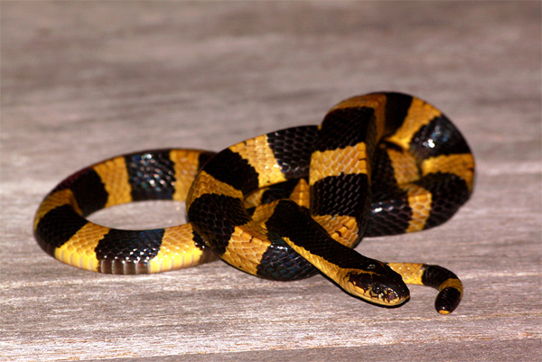   (Bungarus fasciatus),     