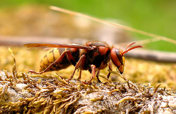  ,   (Vespa crabro),    