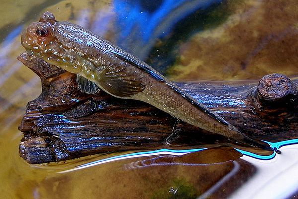  (Periophthalmus koelreuteri),    