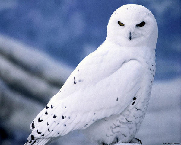 ,    (Bubo scandiacus, Nyctea scandiaca),    