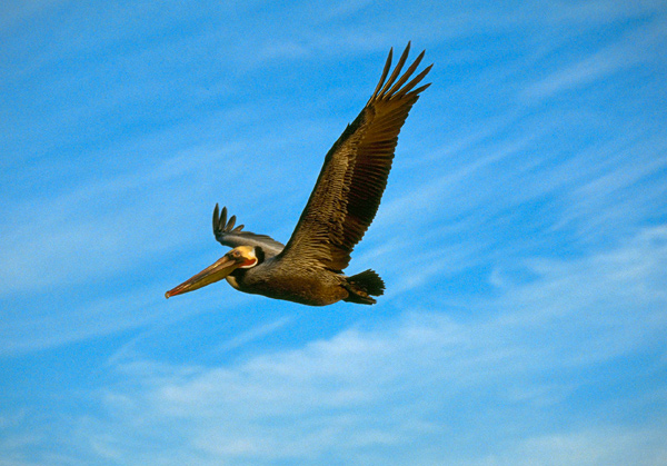    (Pelecanus occidentalis),    