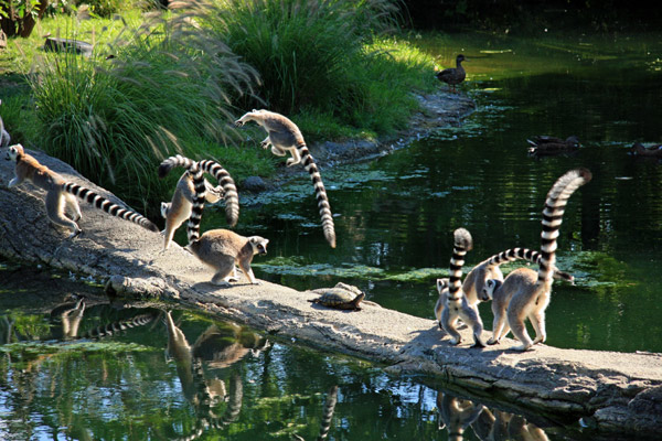 Кольцехвостые лемуры, или кошачьи лемуры, или катта (Lemur catta), фото приматы фотография картинка