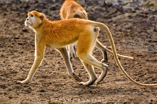Мартышка-гусар (Erythrocebus patas), фото приматы фотография картинка