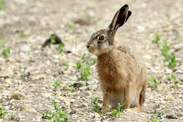   (Lepus capensis),     