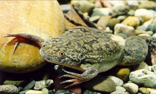   (Xenopus laevis),    