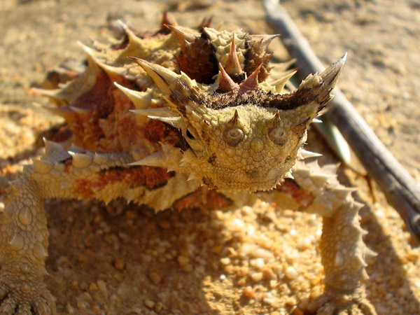  (Moloch horridus),     