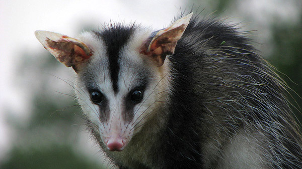    (Didelphis marsupialis),     