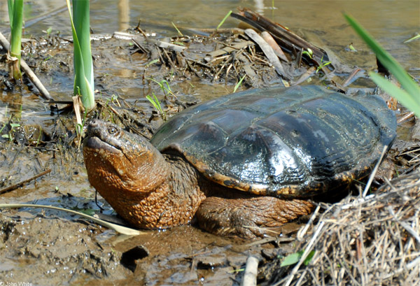   (Chelydra serpentina),    