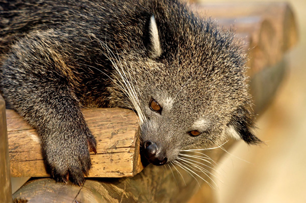  (Arctictis binturong),     