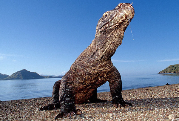   (Varanus komodoensi),     