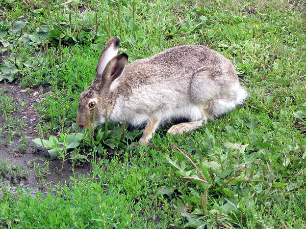 Американский заяц (Lepus americanus), фото зайцеобразные животные фотография картинка