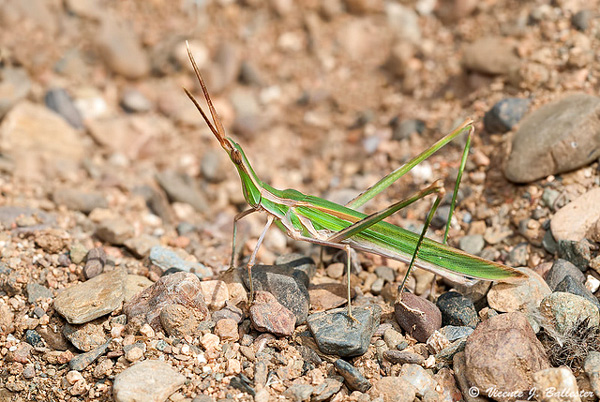   (Acrida turrita),    