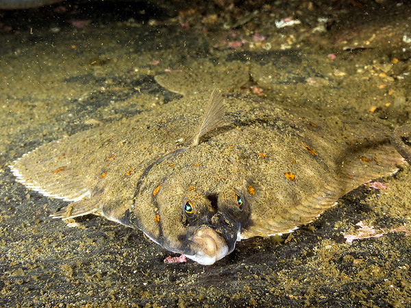 Морская камбала (Pleuronectes platessa), фото рыбы фотография картинка