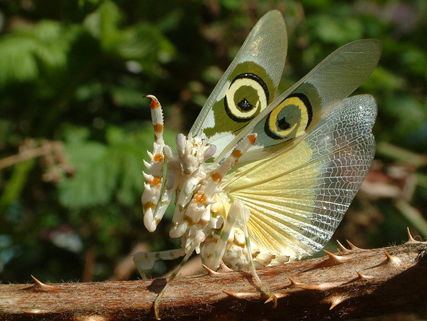    (Pseudocreobotra wahlbergi)  ,    