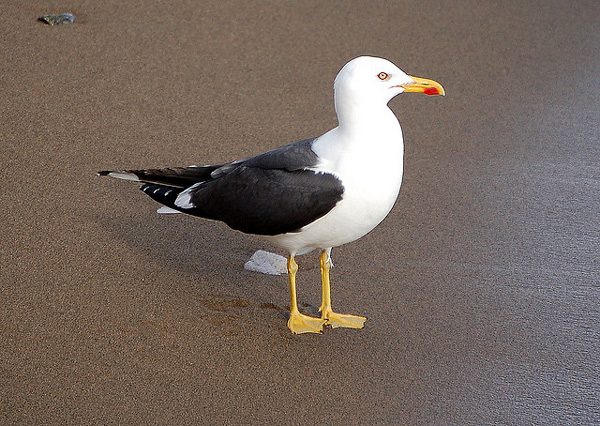  (Larus fuscus),    