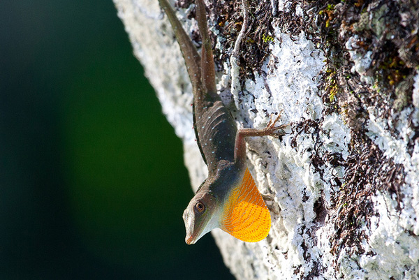   (Anolis ortonii),     