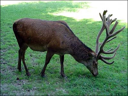   (Cervus elaphus bactrianus). ,    