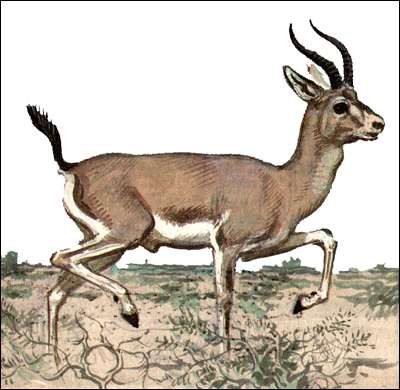 Джейран (Gazella subgutturosa). Рисунок, картинка копытные животные