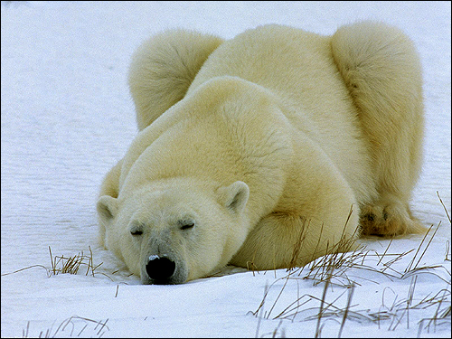   (Ursus maritimus). ,    