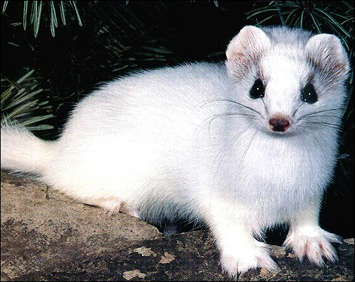  (Mustela nivalis). ,    