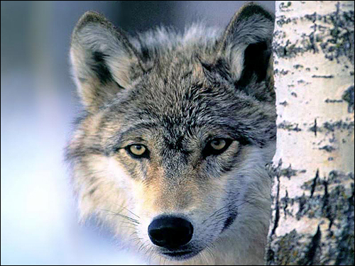 Серый волк (Canis lupus). Фото, фотография картинка хищные звери